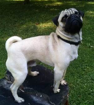 pug-dog-posing